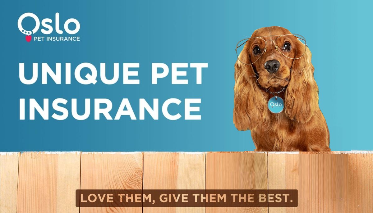 Oslo Insurance banner highlighting pet insurance.